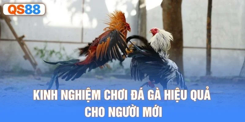 Kinh nghiệm chơi đá gà hiệu quả cho người mới