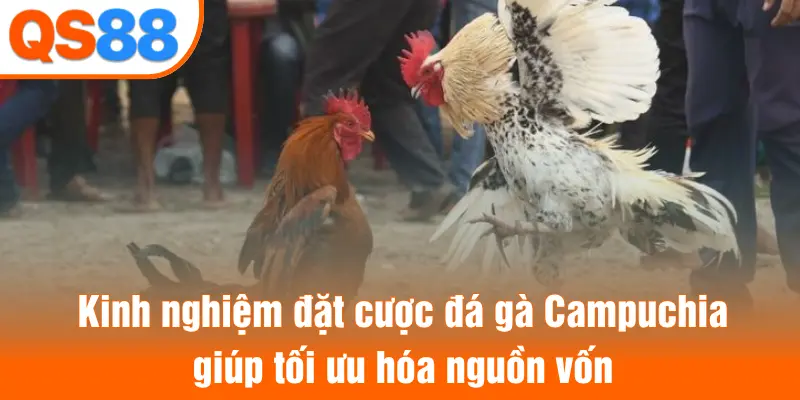 Kinh nghiệm đặt cược đá gà Campuchia giúp tối ưu hóa nguồn vốn
