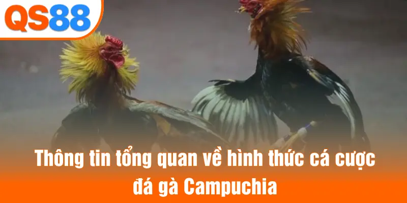 Thông tin tổng quan về hình thức cá cược đá gà Campuchia